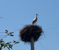A stork in its nest, a common site in the Ukrainian countryside