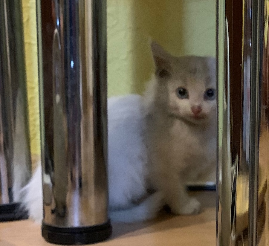 A tiny white kitten